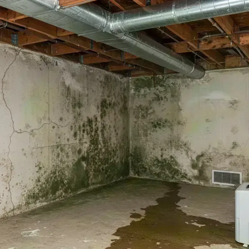 Professional Mold Removal in Oklahoma City, OK